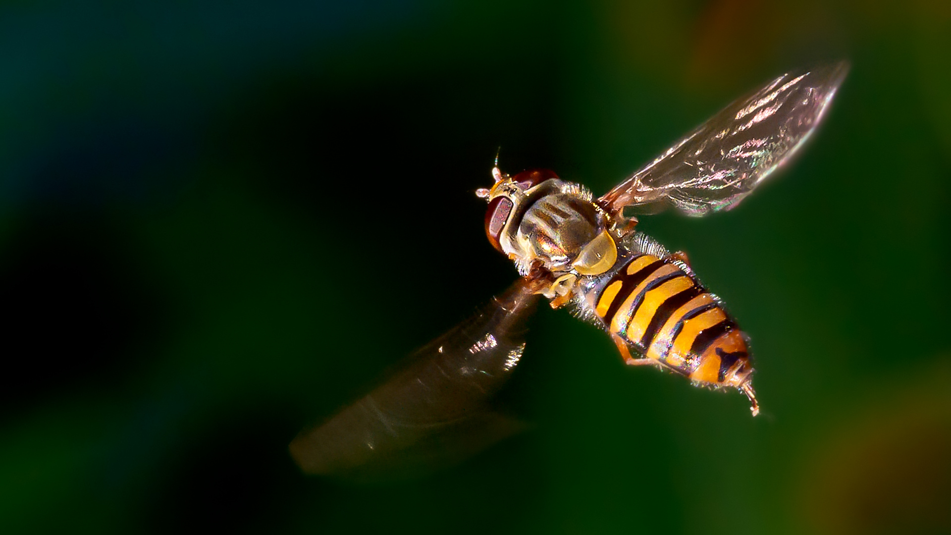 kleiner morgendlicher Rundflug