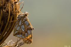 KLEINER MORGENTAUTROPFENPERLMUTTERFALTER