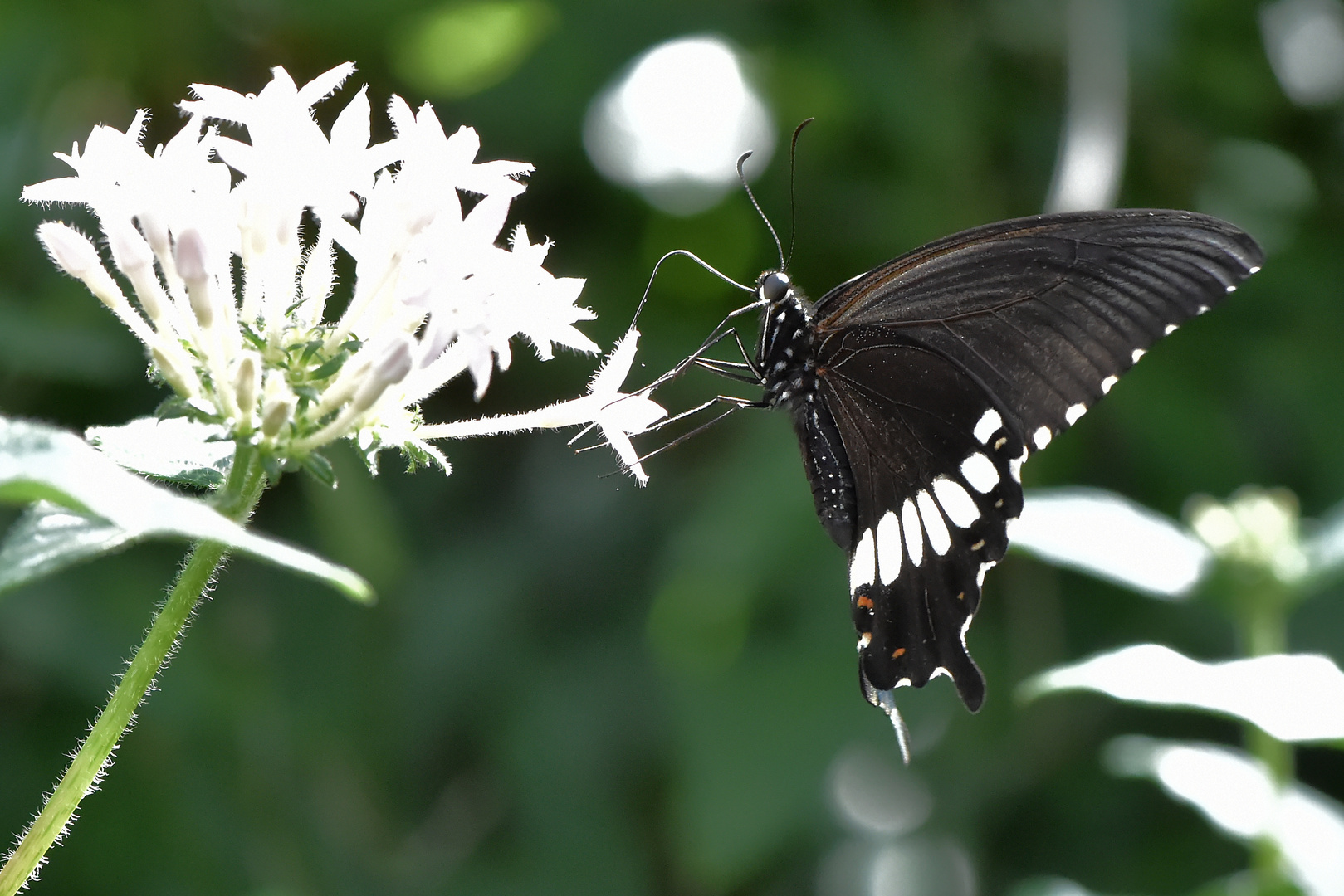 Kleiner Mormon - Papilio polytes