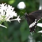 Kleiner Mormon - Papilio polytes