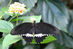 Kleiner Mormon (Papilio polytes)