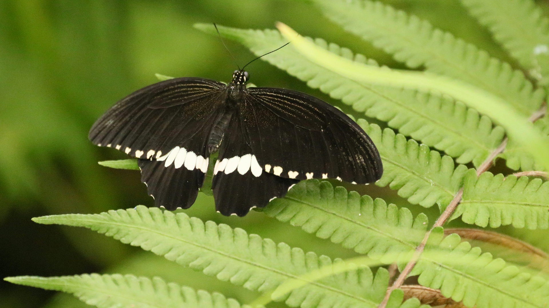 Kleiner Mormon, Papilio polytes (2014_10_23_EOS 6D_7975_ji)