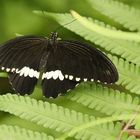 Kleiner Mormon, Papilio polytes (2014_10_23_EOS 6D_7975_ji)