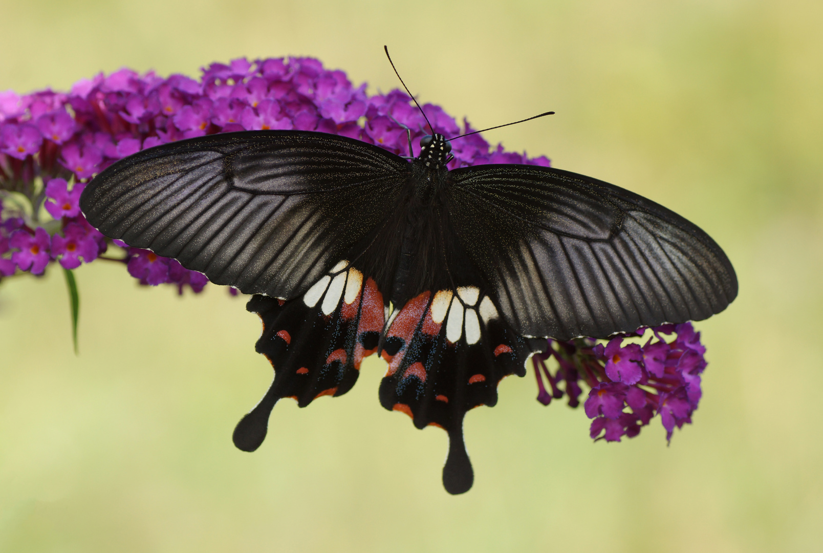  Kleiner Mormon (Papilio polytes)