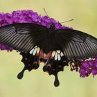  Kleiner Mormon (Papilio polytes)
