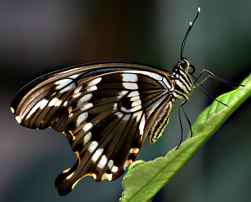 Kleiner Mormon (Papilio polytes)