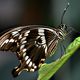 Kleiner Mormon (Papilio polytes)