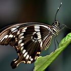 Kleiner Mormon (Papilio polytes)