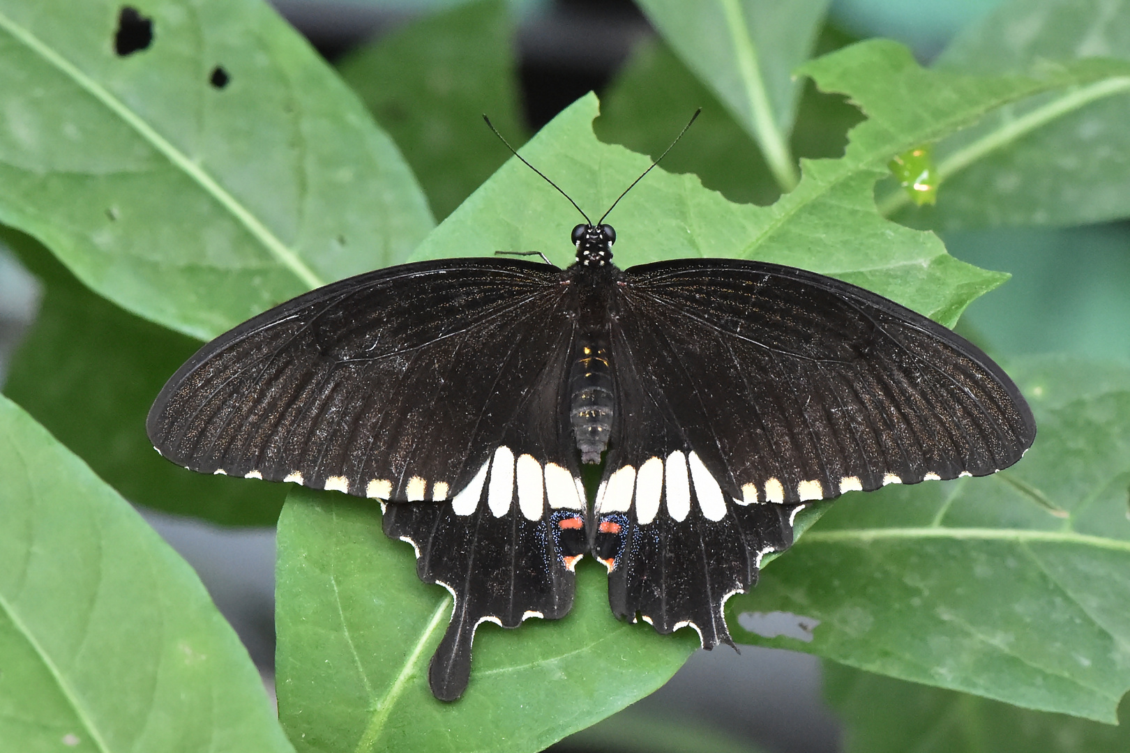 Kleiner Mormon - Papilio polytes