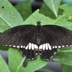 Kleiner Mormon - Papilio polytes