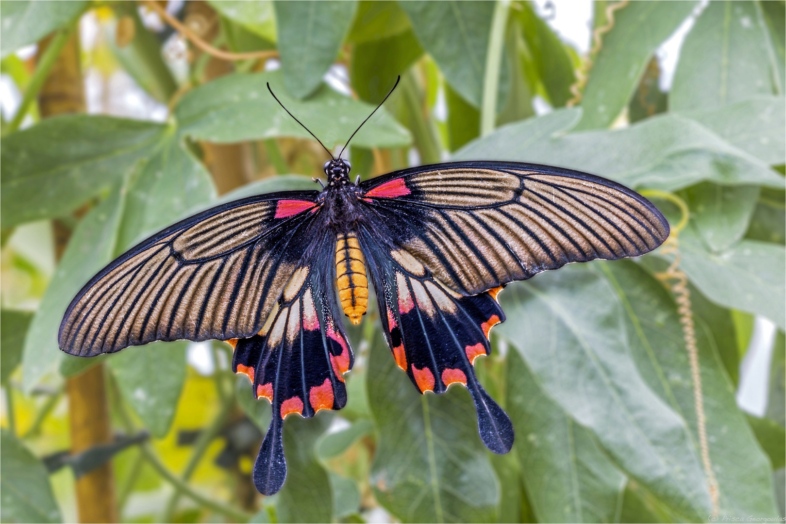 Kleiner Mormon (Papilio polytes) Foto & Bild tiere, zoo, wildpark