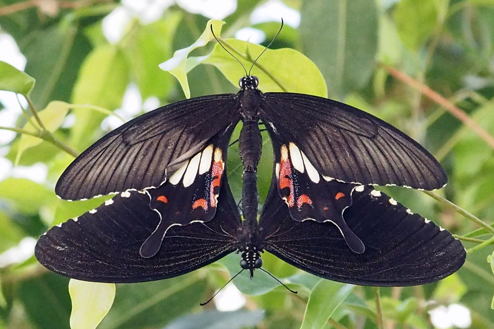 Kleiner Mormon (Papilio polytes) Paarung