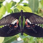 Kleiner Mormon (Papilio polytes) Paarung