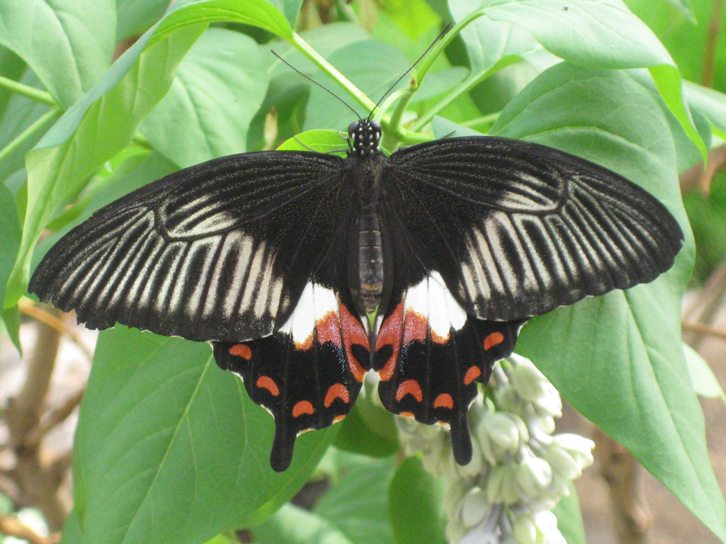 Kleiner Mormone,Papilio polytes