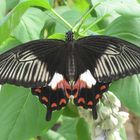 Kleiner Mormone,Papilio polytes