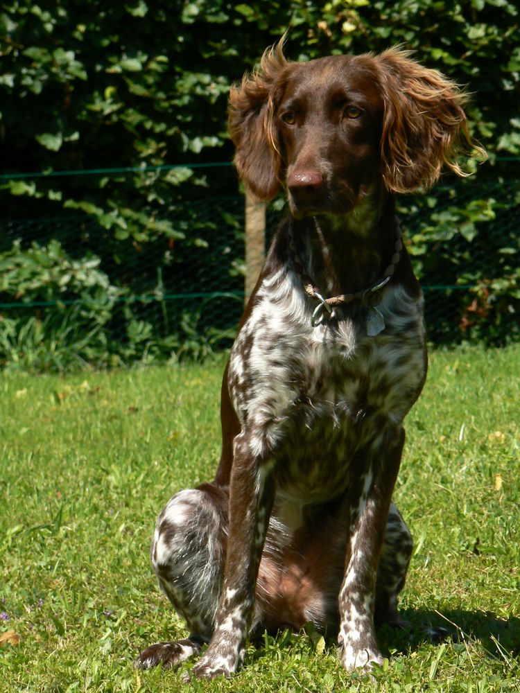 Kleiner Münsterländer Foto & Bild | tiere, haustiere, hunde Bilder auf fotocommunity
