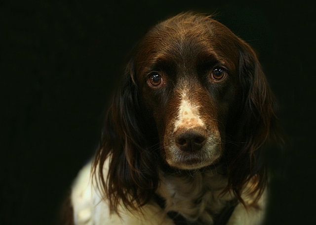 Kleiner Münsterländer