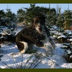 Kleiner Münsterländer ab gehts in den Schnee