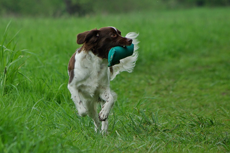 Kleiner Münsterländer beim Dummytraining