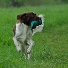 Kleiner Münsterländer beim Dummytraining