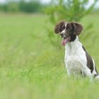 Kleiner Münsterländer fokusiert Dummymarkierung