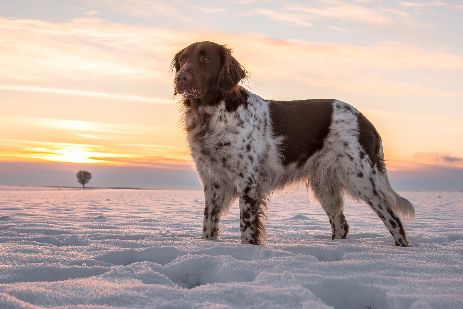 Kleiner Münsterländer im Sonnenuntergang