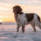 Kleiner Münsterländer im Sonnenuntergang