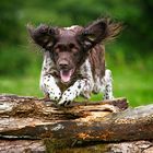 Kleiner Münsterländer in Aktion