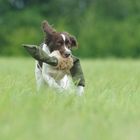 Kleiner Münsterländer mit Fuchsfelldummy