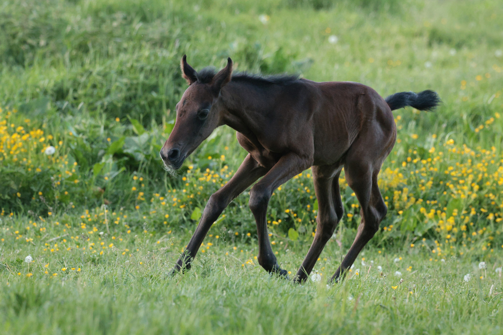 Kleiner Mustang,