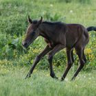 Kleiner Mustang,