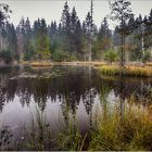 Kleiner, mystischer Waldsee