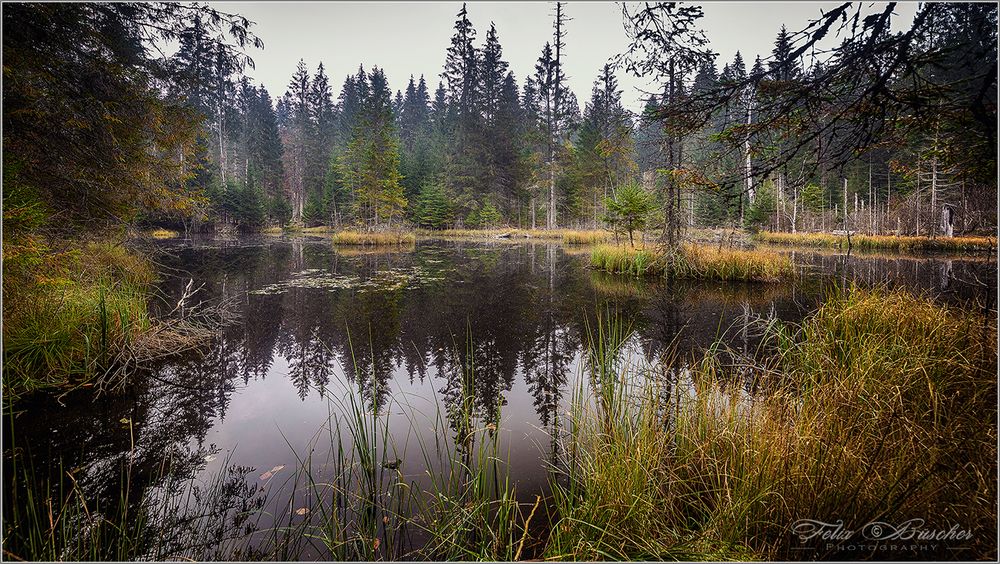 Kleiner, mystischer Waldsee