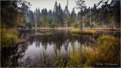 Kleiner, mystischer Waldsee