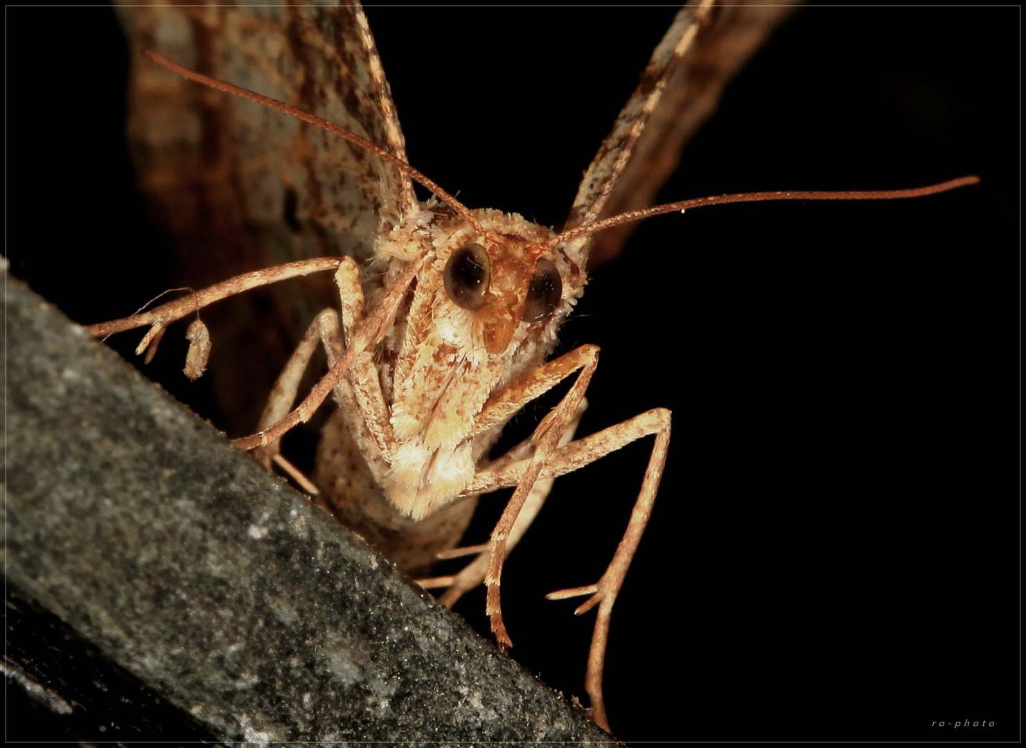 . . . kleiner Nachtfalter . . . fast wie eine Fledermaus . . . .