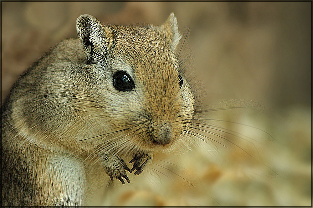 kleiner Nager Foto & Bild tiere, zoo, wildpark & falknerei