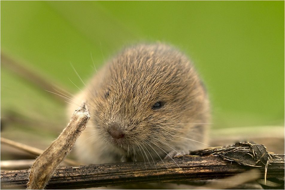 Kleiner Nager Foto & Bild tiere, wildlife, säugetiere Bilder auf