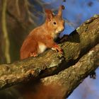 Kleiner Nager auf Futtersuche