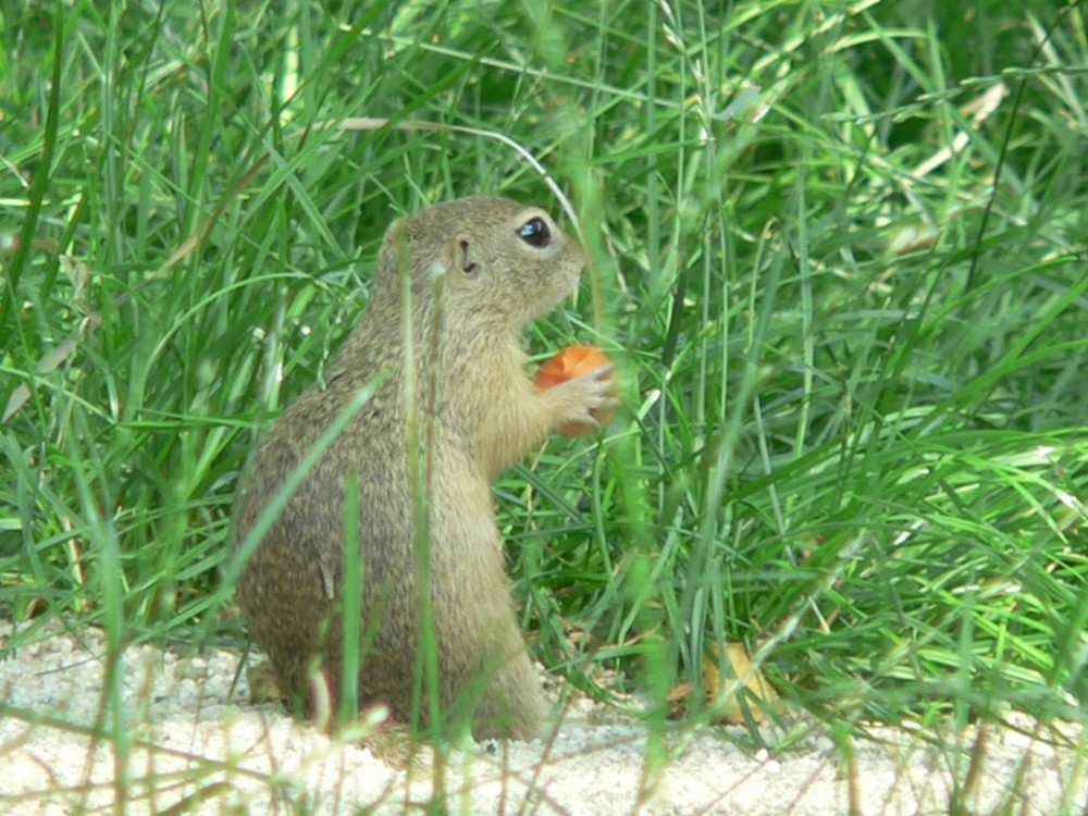 Kleiner Nager im Dresdner Zoo