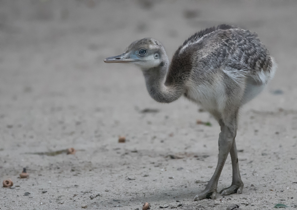 kleiner Nandu