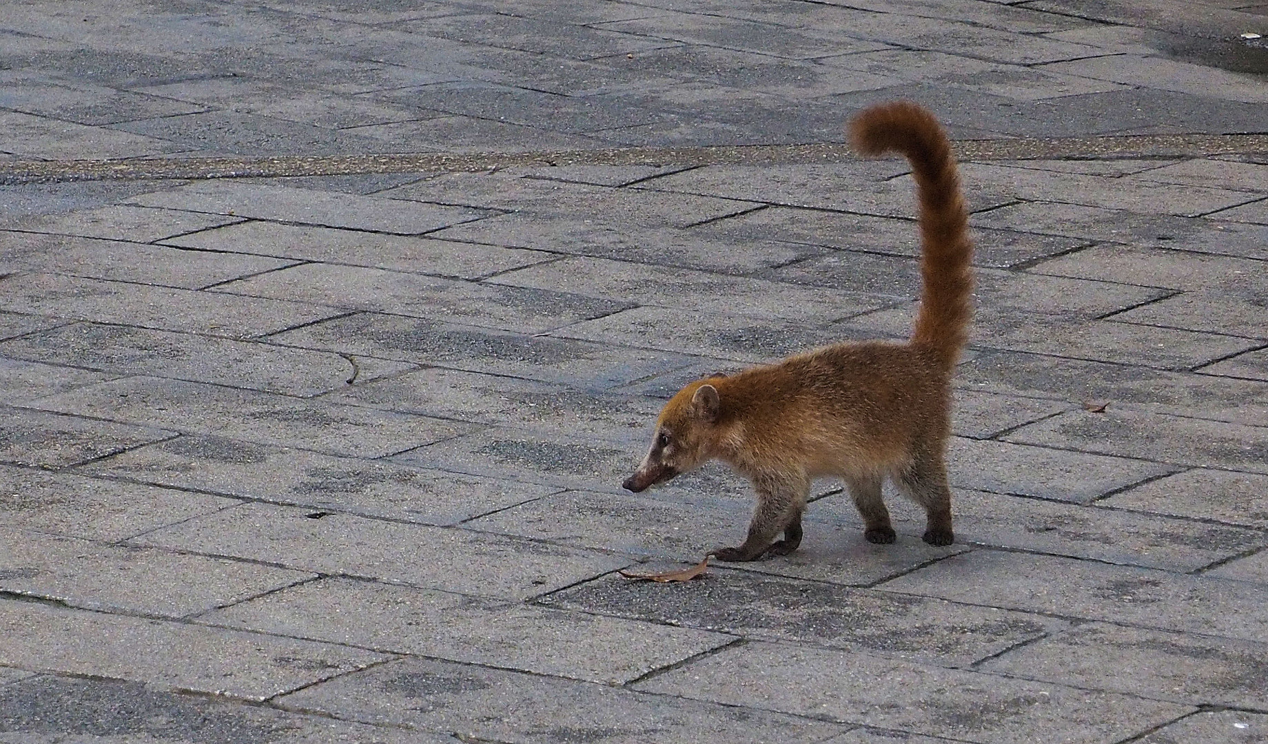 Kleiner Nasenbär...