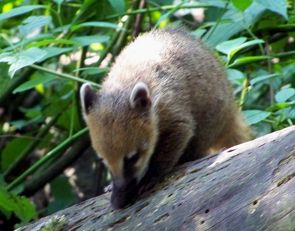 Kleiner Nasenbär