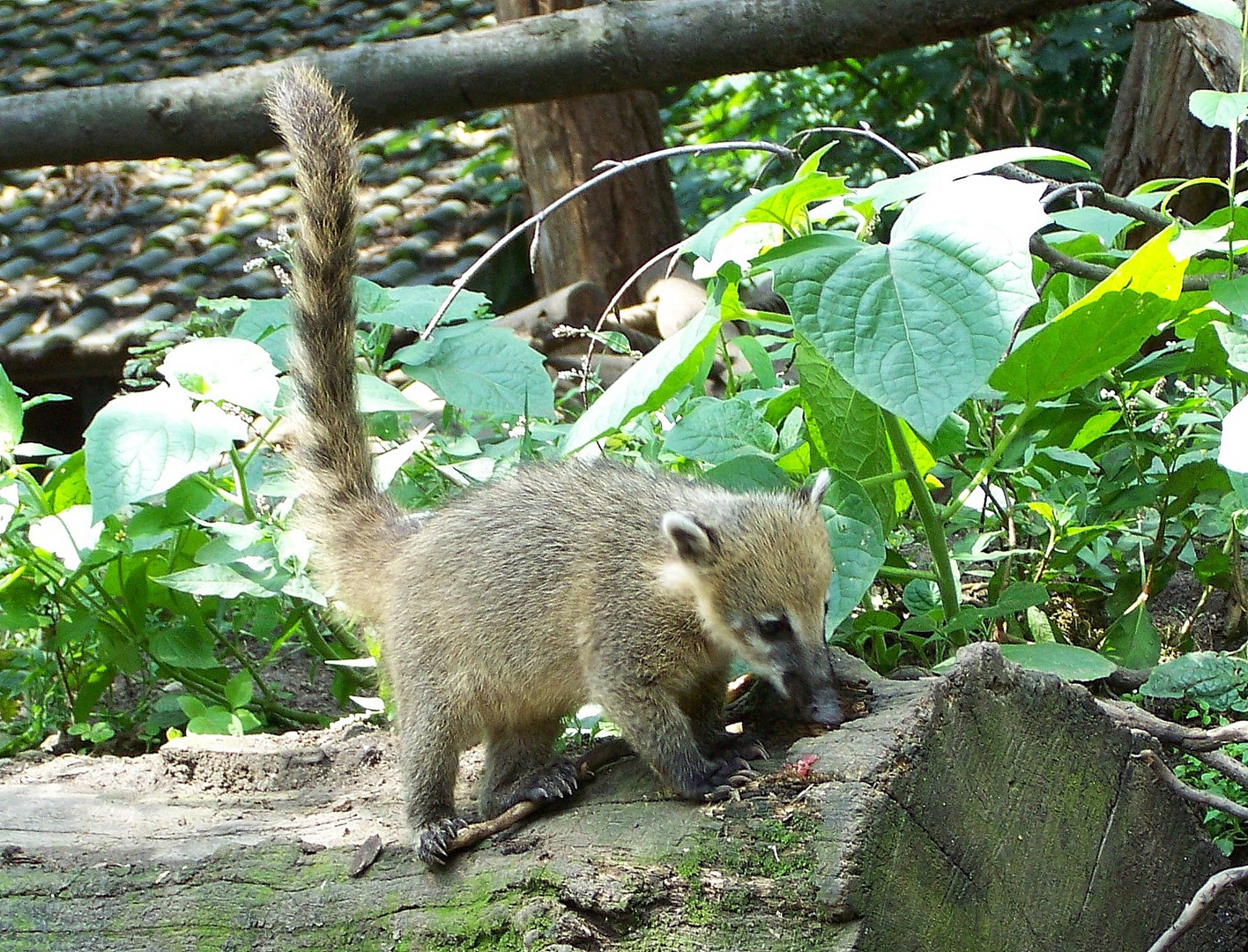 Kleiner Nasenbär