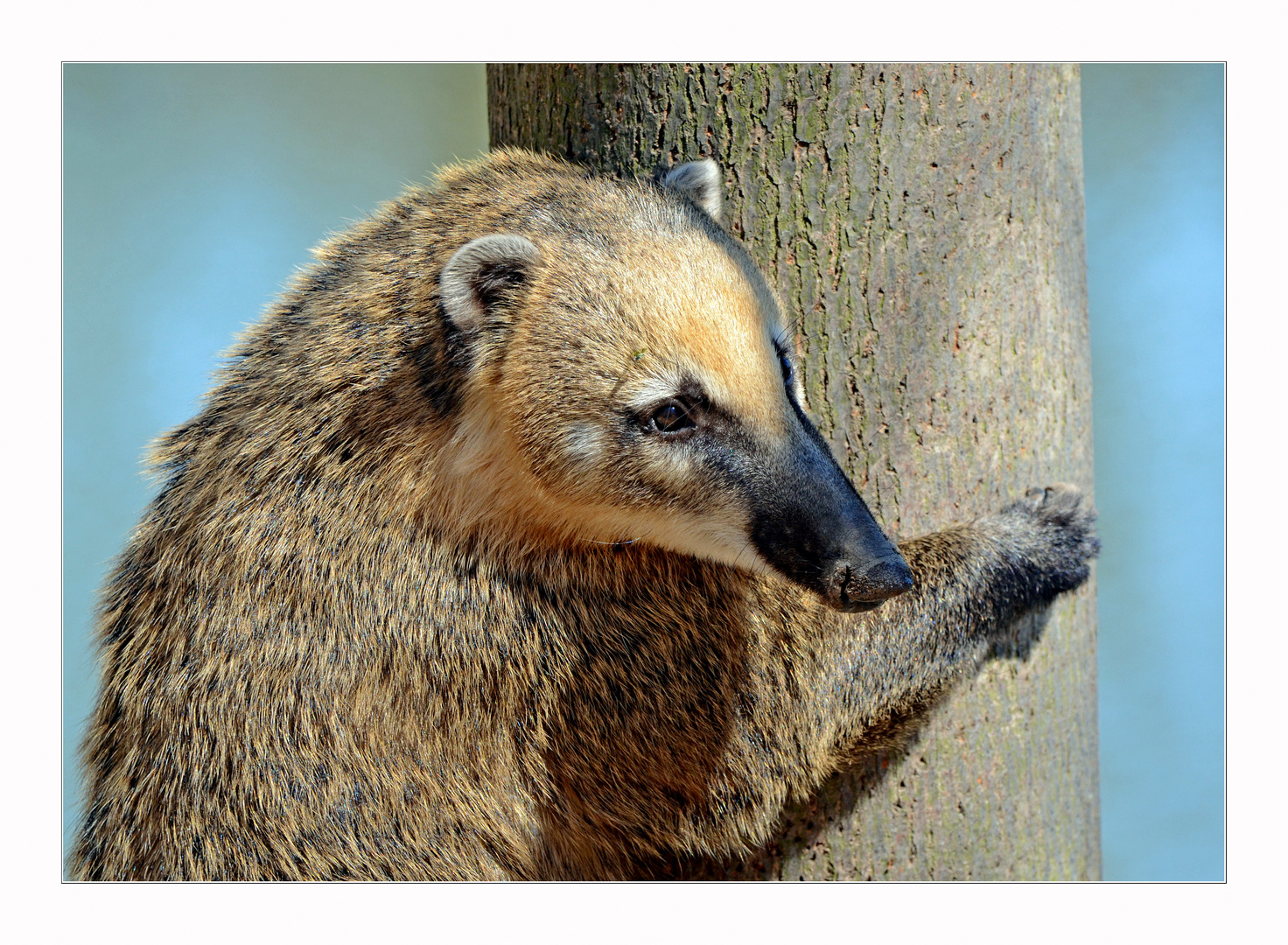 Kleiner Nasenbär