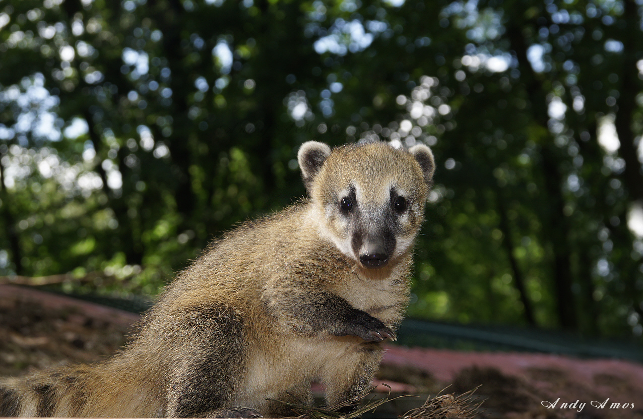 Kleiner Nasenbär