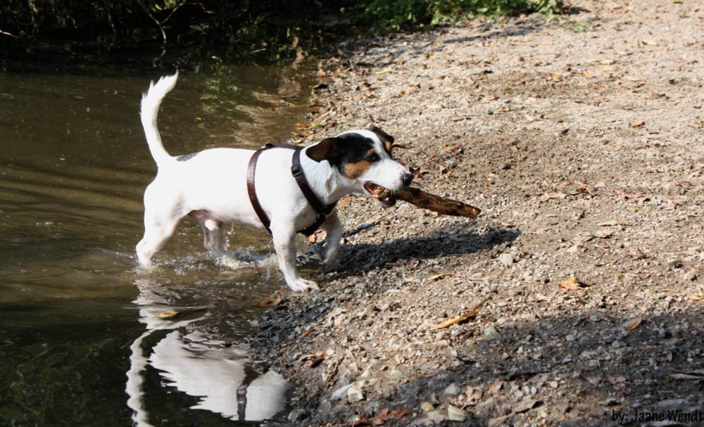 Kleiner, nasser Hund