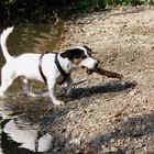 Kleiner, nasser Hund