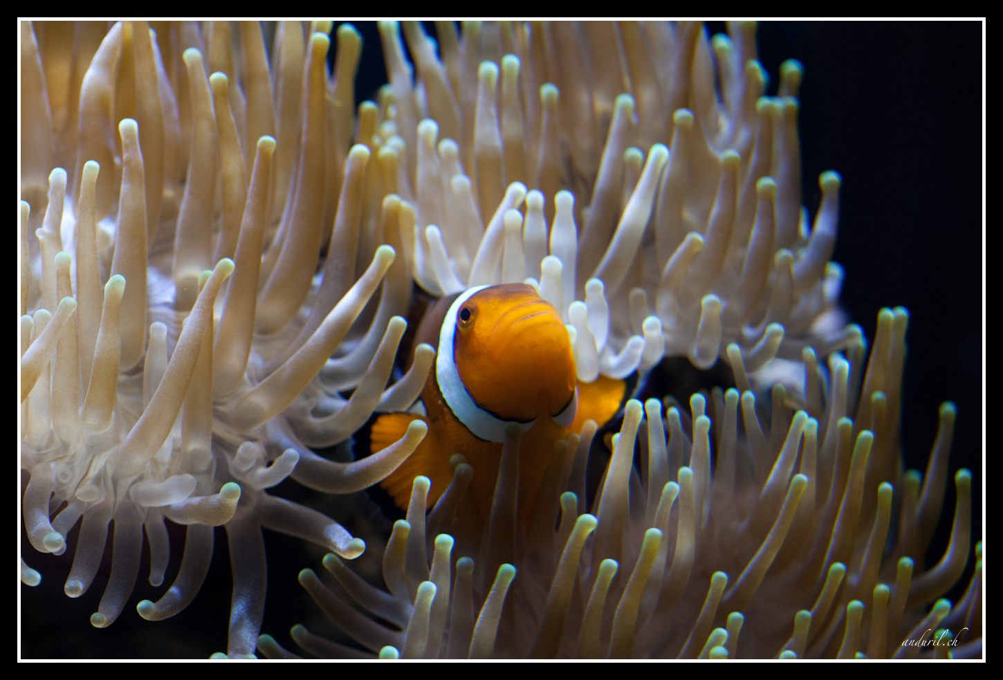 Kleiner Nemo :-)