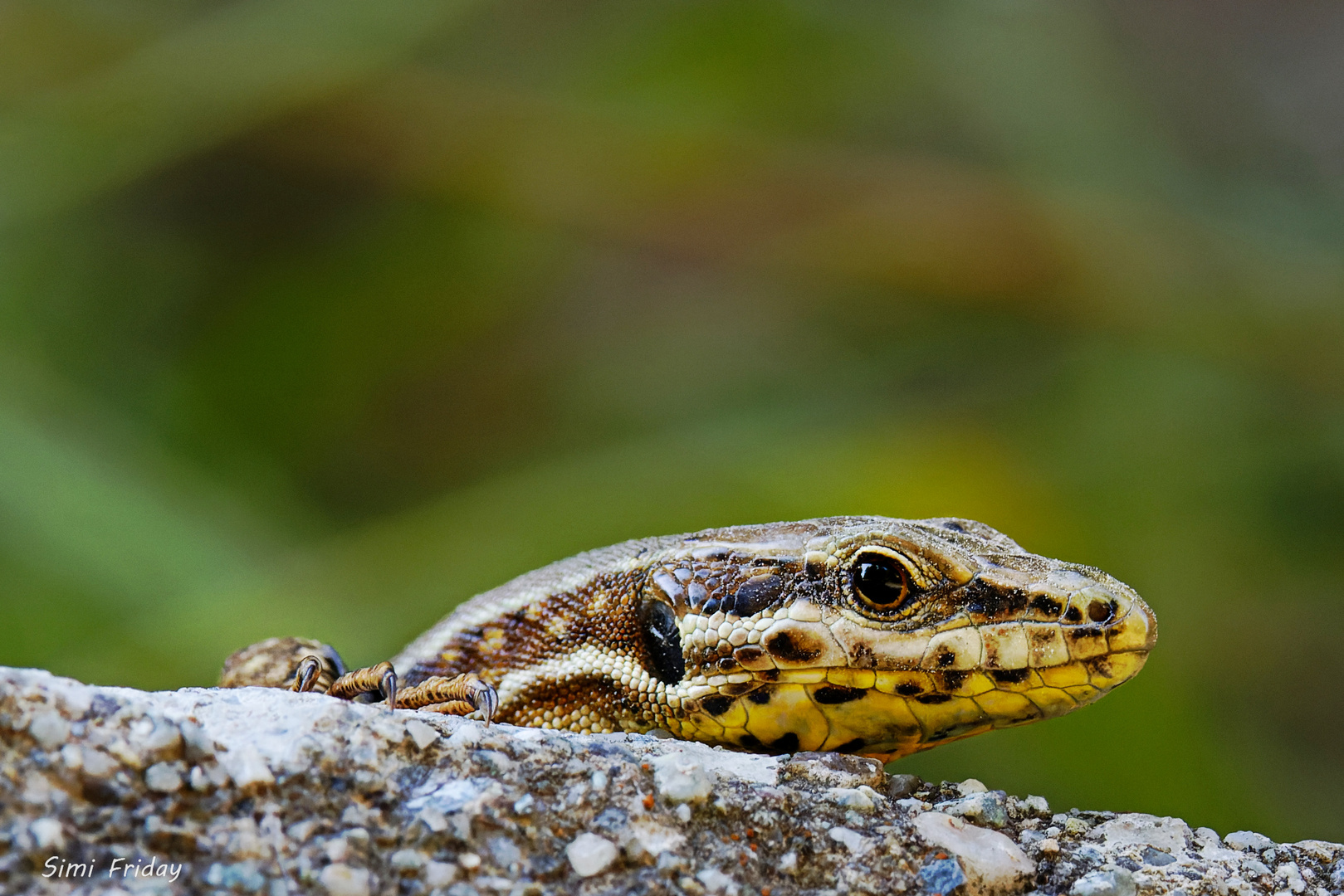 Kleiner neugieriger Drache