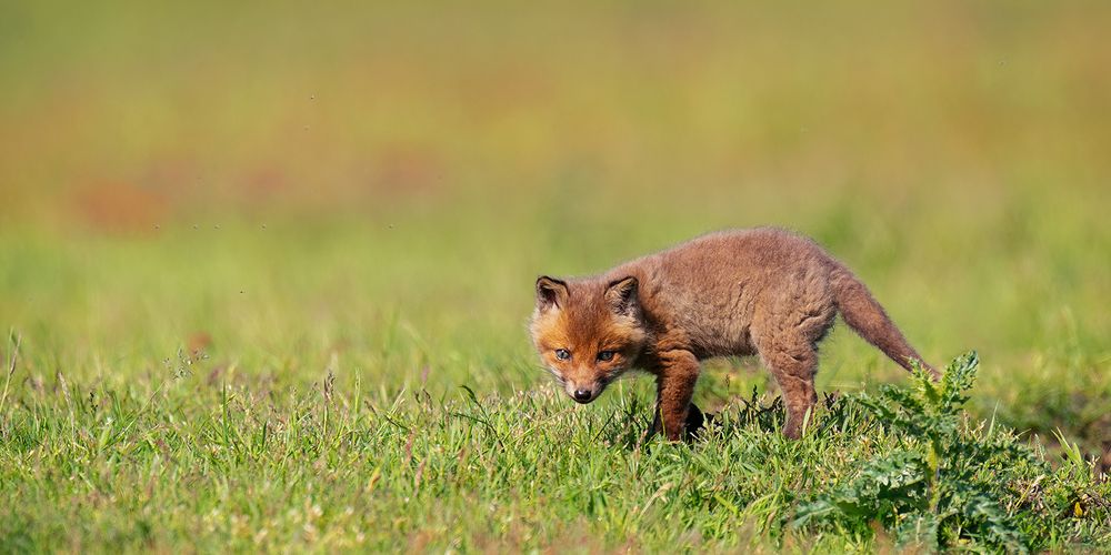 Kleiner, neugieriger Fuchs